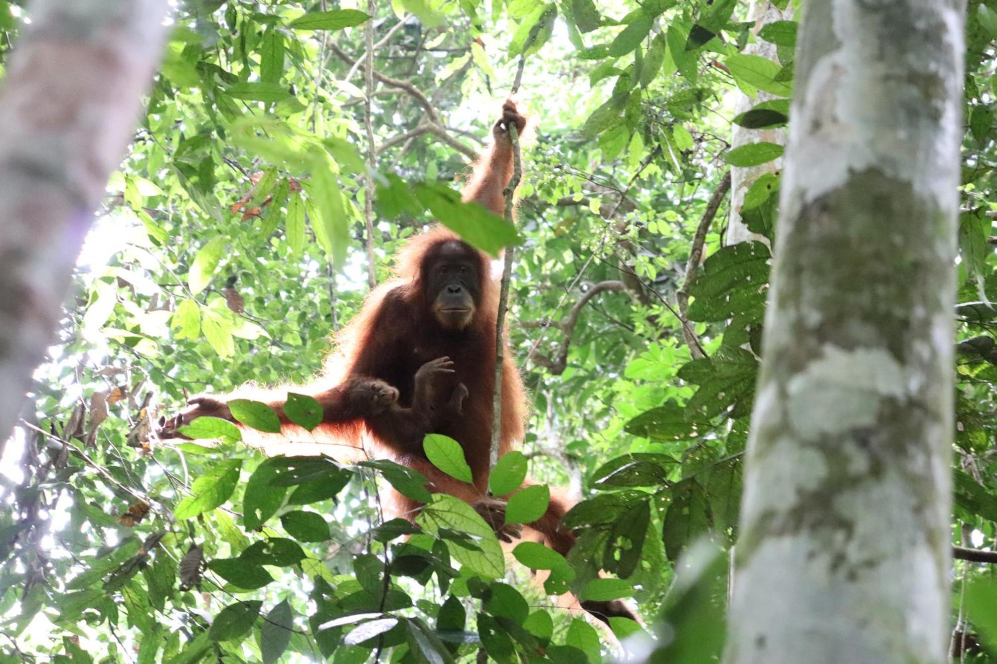 Gino'S Place - Guest House & Jungle Trekking Bukit Lawang Exterior photo