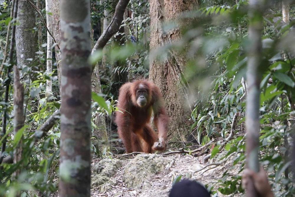 Gino'S Place - Guest House & Jungle Trekking Bukit Lawang Exterior photo