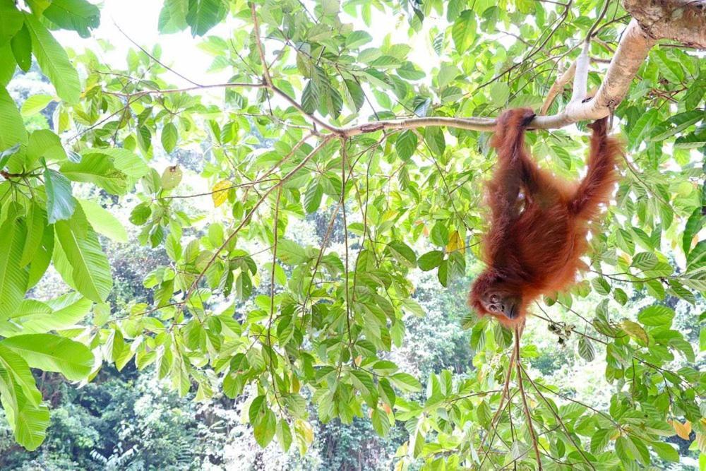 Gino'S Place - Guest House & Jungle Trekking Bukit Lawang Exterior photo