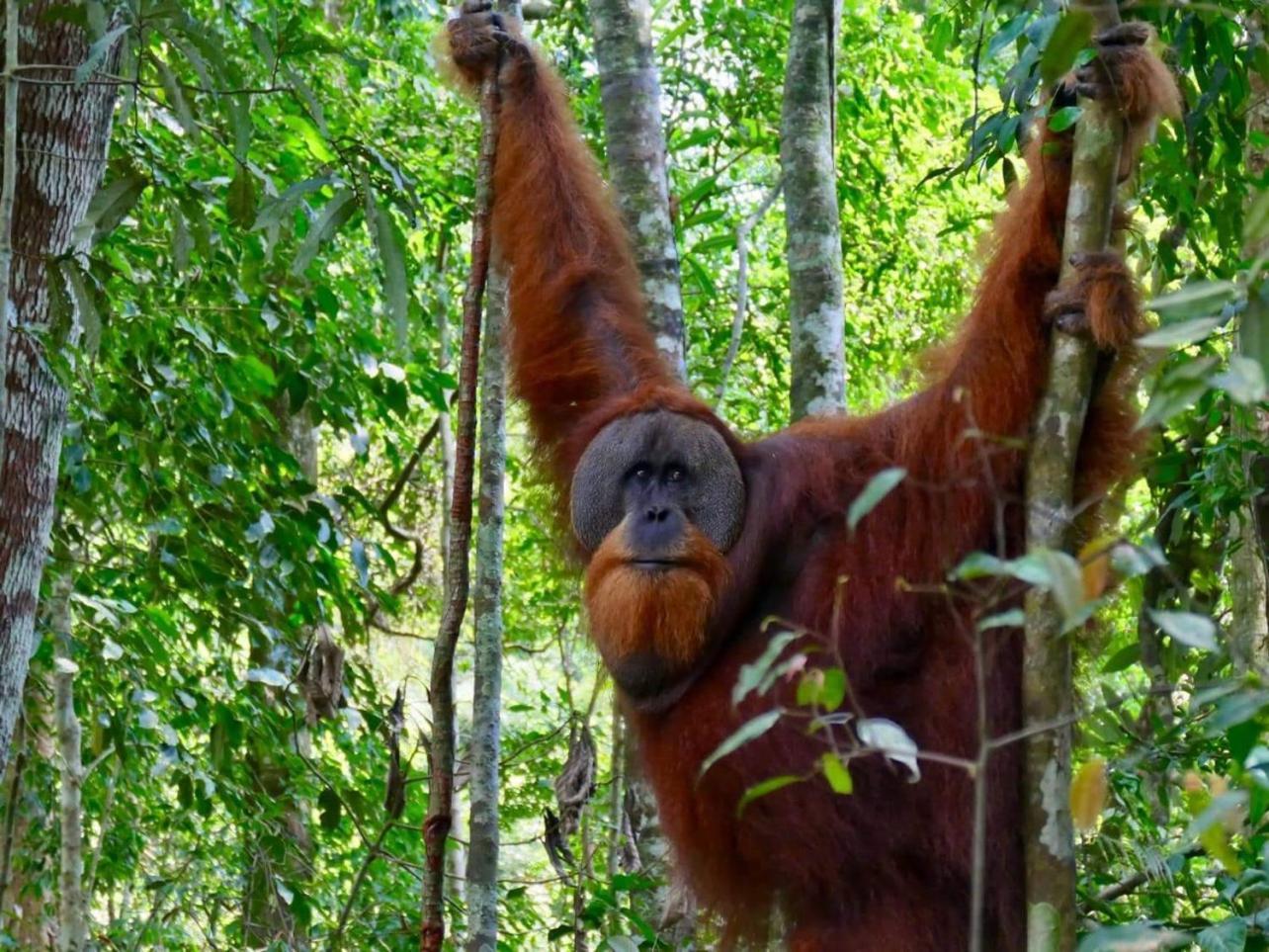 Gino'S Place - Guest House & Jungle Trekking Bukit Lawang Exterior photo