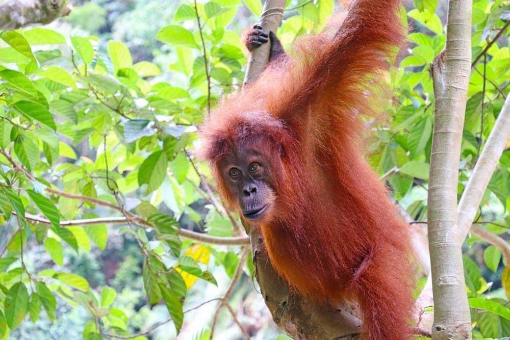 Gino'S Place - Guest House & Jungle Trekking Bukit Lawang Exterior photo