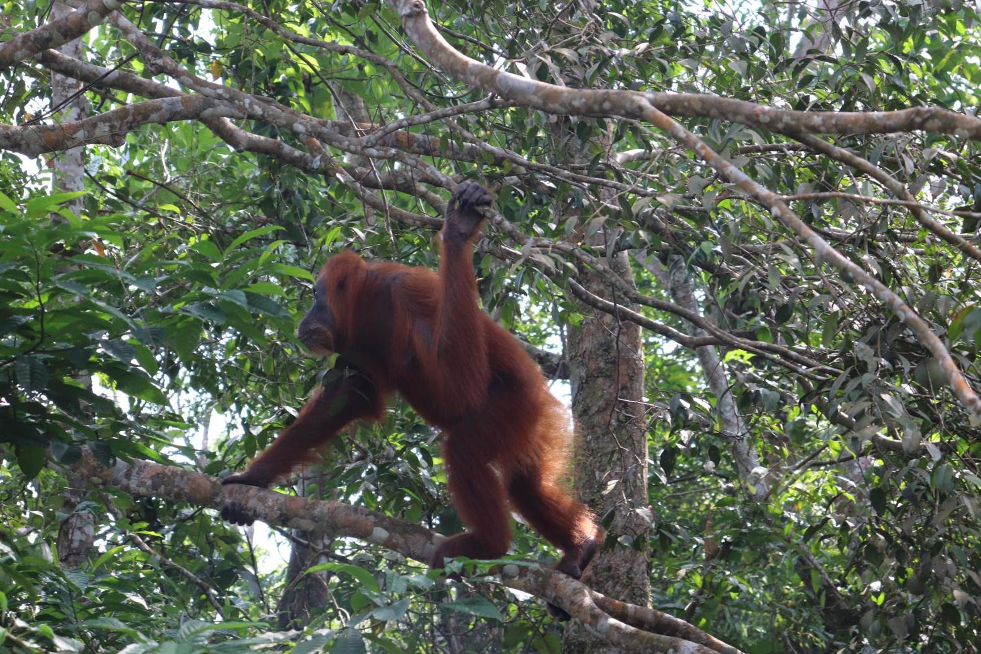 Gino'S Place - Guest House & Jungle Trekking Bukit Lawang Exterior photo