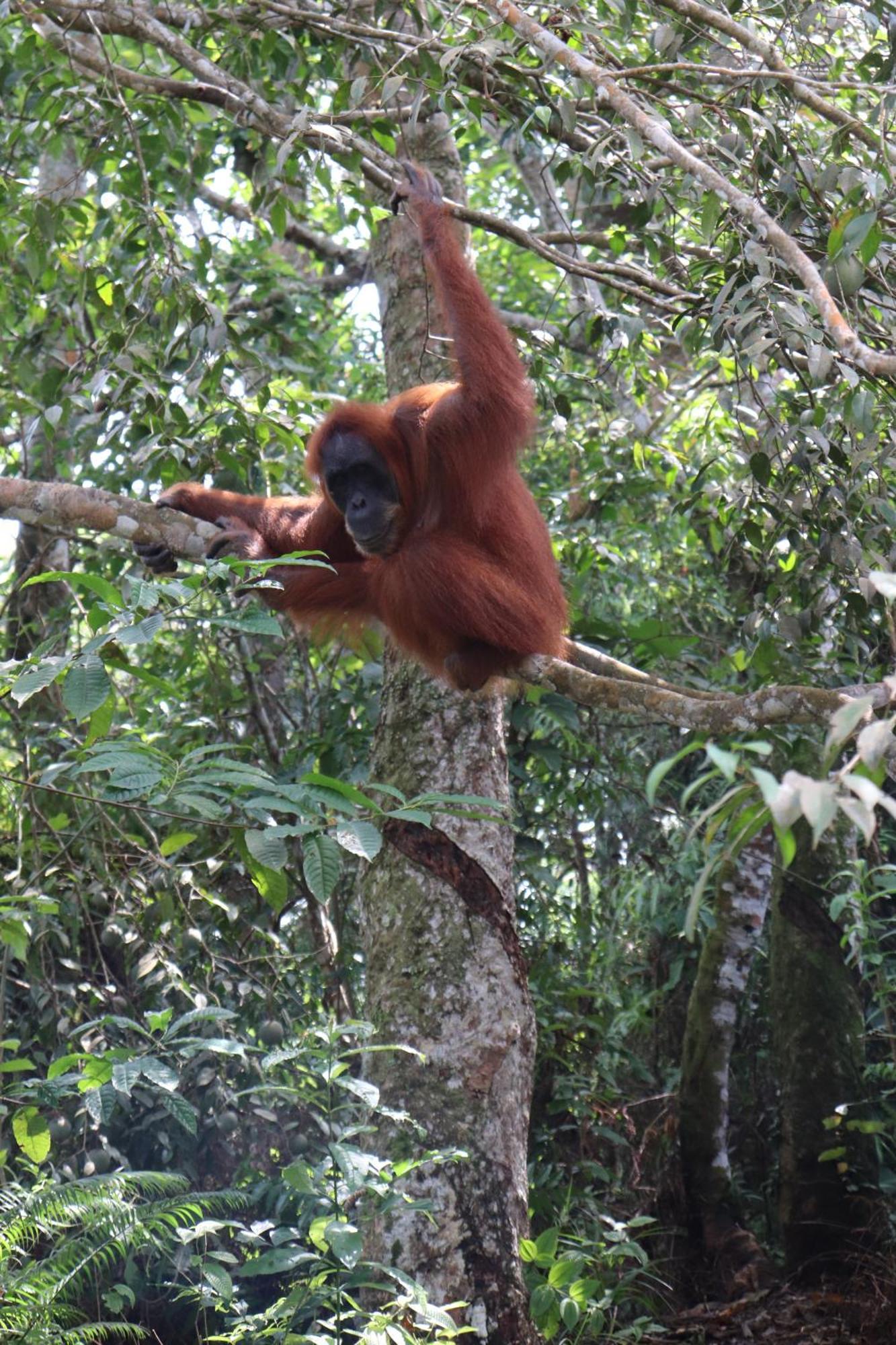 Gino'S Place - Guest House & Jungle Trekking Bukit Lawang Exterior photo