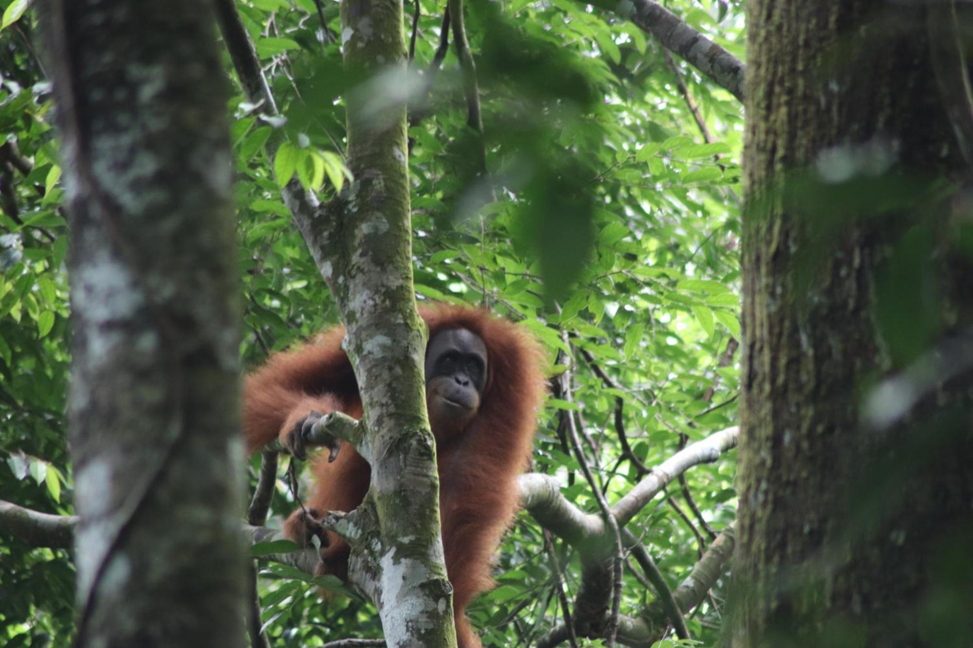 Gino'S Place - Guest House & Jungle Trekking Bukit Lawang Exterior photo