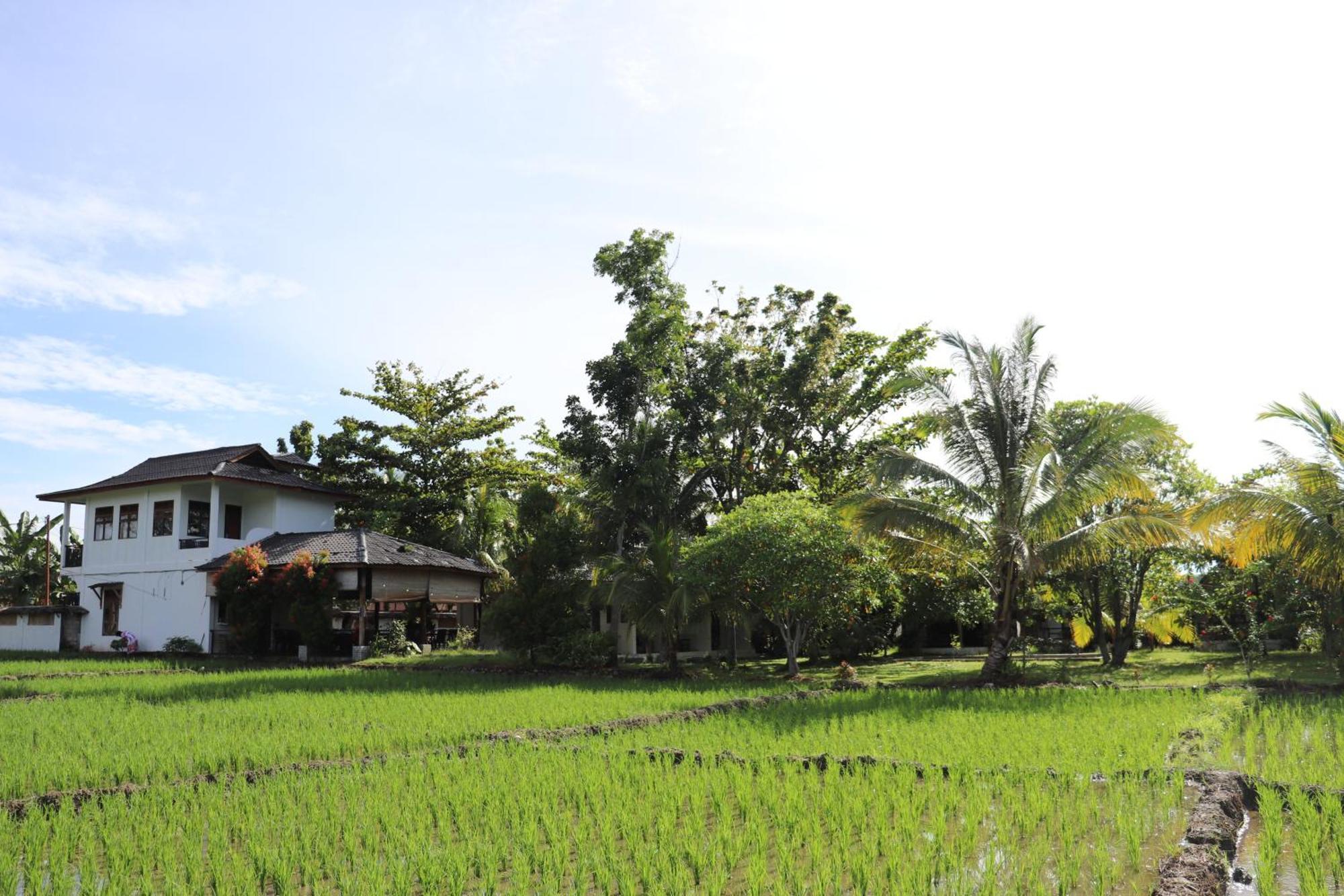 Gino'S Place - Guest House & Jungle Trekking Bukit Lawang Exterior photo